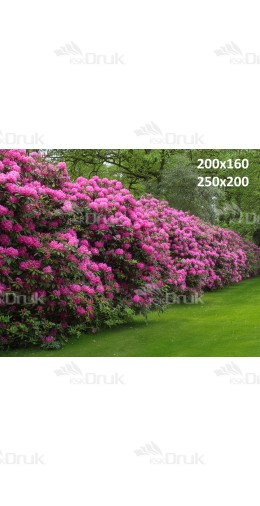 Tło fotograficzne z różaną aleją i zielonym ogrodem | E556